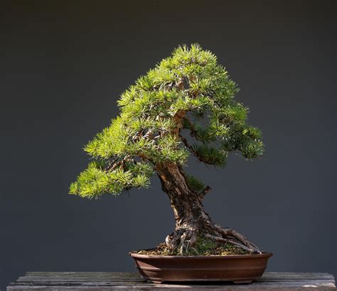 蒂姆·伯纳斯-李在CERN工作时期的资料照片